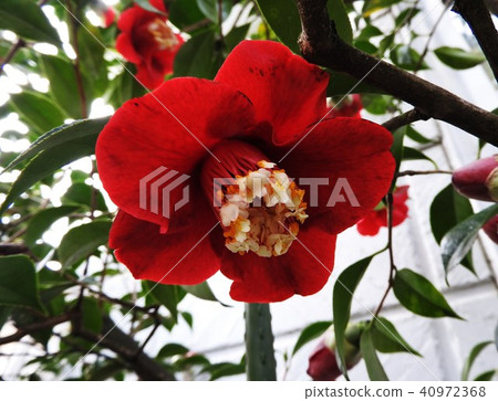 It is a camellias with a characteristic flower core in a single bloom of deep red, a camellia camellia camellia. 40972368