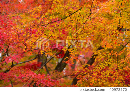 Autumn leaves in autumn 40972370