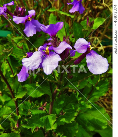 它被稱為花蘿蔔,因為葉子形狀類似蘿蔔。由於諸葛明先生是蔬菜傳播廣泛,各種Kuzaki也。 它被稱為花蘿蔔,因為葉子形狀類似蘿蔔。由於諸葛明先生是蔬菜傳播廣泛,各種Kuzaki也。 40972374