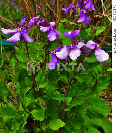 它被稱為花蘿蔔,因為葉子形狀類似蘿蔔。由於諸葛明先生是蔬菜傳播廣泛,各種Kuzaki也。 它被稱為花蘿蔔,因為葉子形狀類似蘿蔔。由於諸葛明先生是蔬菜傳播廣泛,各種Kuzaki也。 40972375