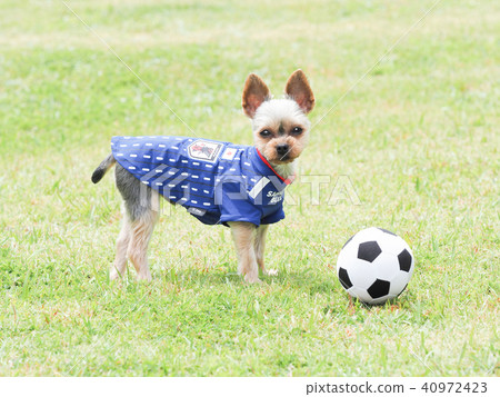 Soccer ball and Yorkshire terrier Soccer ball and Yorkshire terrier 40972423