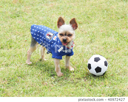 Soccer ball and Yorkshire terrier 40972427