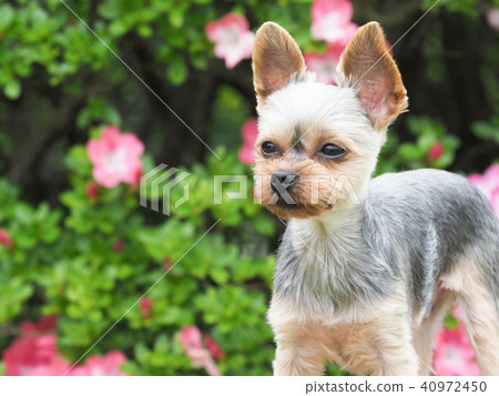 杜鵑花和約克夏犬 杜鵑花和約克夏犬 40972450