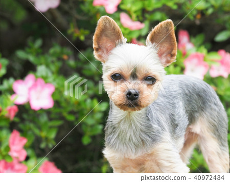 杜鵑花和約克夏犬 杜鵑花和約克夏犬 40972484