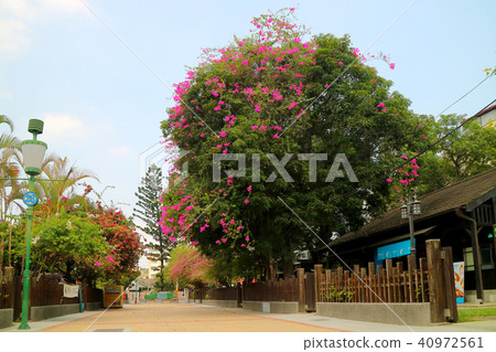 Hinnomori village village, fence column, Japanese style accommodation, Taiwan, Chiayi city, tree, mankind, blue indigo, flower garden, small flower, bell 40972561