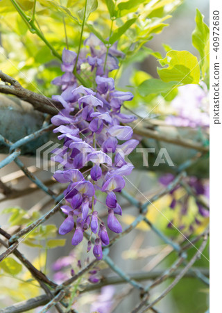 Shilin Official Residence Chinese Wisteria Sinensis Fuji Flower of Shilin Official Residence Shilin Official Residence Chinese Wisteria Sinensis Fuji Flower of Shilin Official Residence 40972680