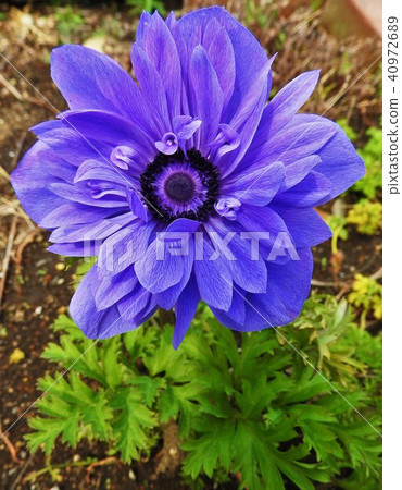Anemone with flower language "I love you". To escape from the suffering of love, we can only offer this flower. 40972689