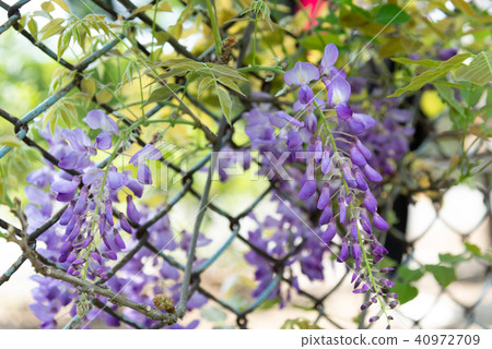 士林官邸紫藤中華花 士林官邸紫藤中華花 40972709