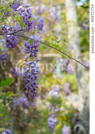 Shilin Official Residence Chinese Wisteria Sinensis Fuji Flower of Shilin Official Residence Shilin Official Residence Chinese Wisteria Sinensis Fuji Flower of Shilin Official Residence 40972754