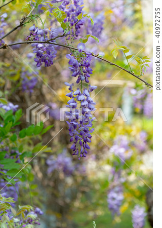 Shilin Official Residence Chinese Wisteria Sinensis Fuji Flower of Shilin Official Residence Shilin Official Residence Chinese Wisteria Sinensis Fuji Flower of Shilin Official Residence 40972755