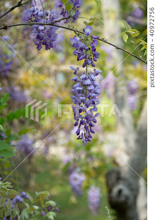 士林官邸紫藤中華花 士林官邸紫藤中華花 40972756