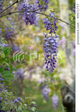 Shilin Official Residence Chinese Wisteria Sinensis Fuji Flower of Shilin Official Residence 40972757