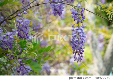 Shilin Official Residence Chinese Wisteria Sinensis Fuji Flower of Shilin Official Residence 40972759