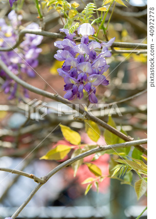 士林官邸紫藤中華花 士林官邸紫藤中華花 40972778