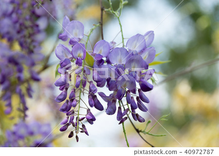 士林官邸紫藤中華花 士林官邸紫藤中華花 40972787