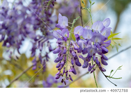 士林官邸紫藤中華花 士林官邸紫藤中華花 40972788