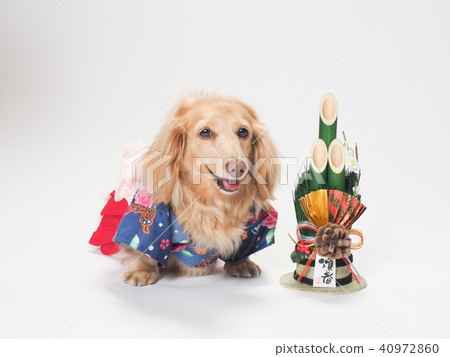 Miniature dachshund smiling with Kadomatsu 40972860