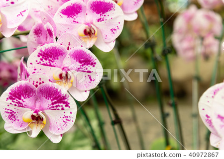 士林官邸蘭花展士林官邸らん展moth Orchid 蝴蝶蘭phalaenopsis 胡蝶蘭 照片素材 圖片 圖庫