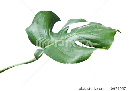 Monstera leaf isolated on white background. Monstera leaf isolated on white background. 40973067