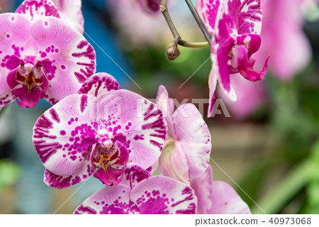 Shilin official orchid exhibition Shilin official exhibition Moth Orchid Phalaenopsis Phalaenopsis Shilin official orchid exhibition Shilin official exhibition Moth Orchid Phalaenopsis Phalaenopsis 40973068