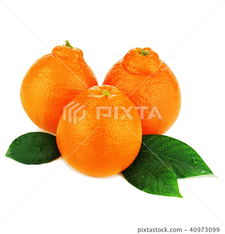 Ripe mineola fruits isolated on white background. 40973099