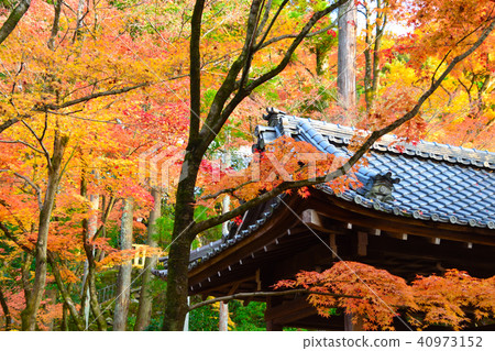 Autumn foliage tile roof 40973152