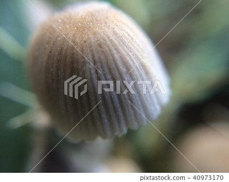 Defocused grey mushroom macro photo in the natural forest for mystical fairytale background Defocused grey mushroom macro photo in the natural forest for mystical fairytale background 40973170
