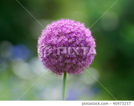 Round and large allium · gigantium 40973257