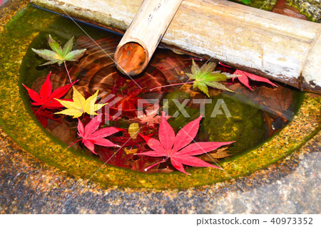 秋葉樹木 秋葉樹木 40973352