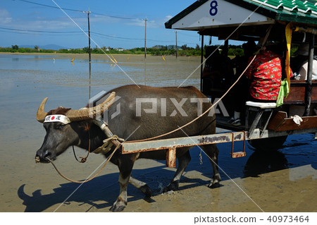 Okinawa Prefecture Yaeyama-gun Iriomotejima Yufu Island buffalo car Okinawa Prefecture Yaeyama-gun Iriomotejima Yufu Island buffalo car 40973464