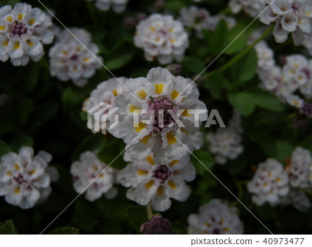 Iwadare Rew Iwadare Rew 40973477