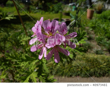 Mosquito anus Mosquito anus 40973481