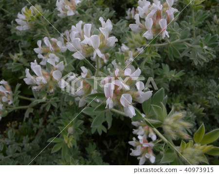 Lotus brimstone 40973915