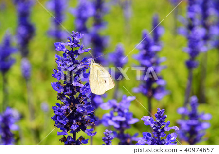 White butterfly, white butterfly, sage, small white, Salvia, farinacea White butterfly, white butterfly, sage, small white, Salvia, farinacea 40974657