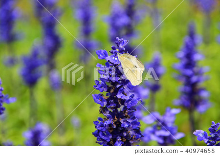 White butterfly, white butterfly, sage, small white, Salvia, farinacea 40974658