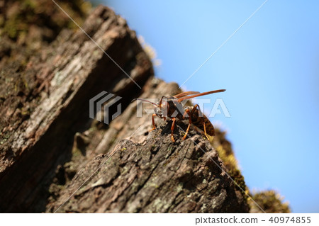 Hornet Hornet 40974855