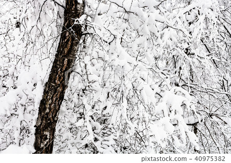 snow-covered old birch tree in snowy forest 40975382