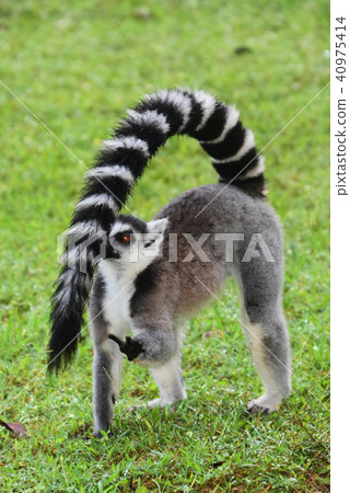 金剛狼狐猴 40975414