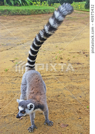 Wolverine lemur Wolverine lemur 40975432