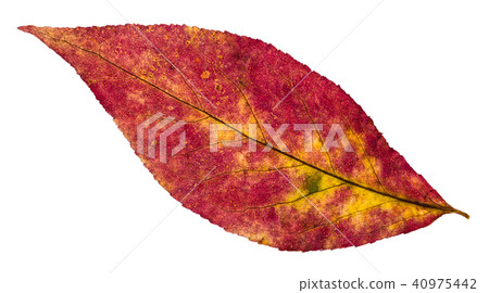 back side of autumn pied leaf of willow tree 40975442