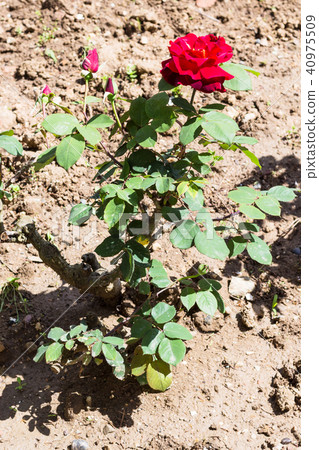 bush with red rose flower in garden 40975509