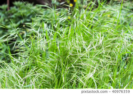 green grass in in Ihlara Valley in Cappadocia green grass in in Ihlara Valley in Cappadocia 40976359