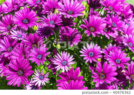 flowerbed with many Bellis flowers in spring flowerbed with many Bellis flowers in spring 40976362