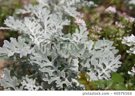 Shirota aegi 40976568