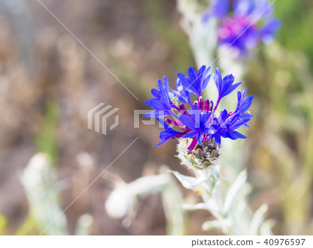 blue cornflower on meadow in Cappadocia 40976597
