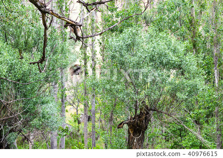 green grove in Ihlara Valley in Cappadocia 40976615