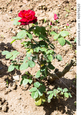shrub with red rose flower in garden 40976620