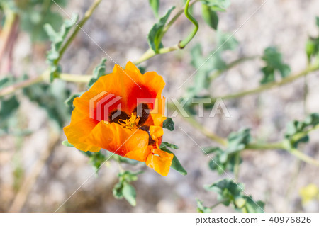 orange poppy flower on meadow in Cappadocia orange poppy flower on meadow in Cappadocia 40976826