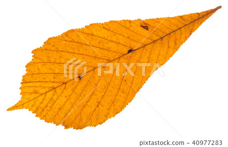 dried autumn leaf of horse chestnut tree isolated dried autumn leaf of horse chestnut tree isolated 40977283