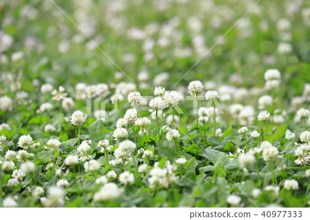 One-sided white claughtus 40977333